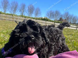 F1b black cockapoo looking for a home