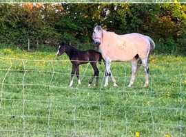 In foal broodmare