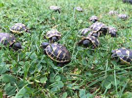 Hermann's T.h.b And Spur-thighed Tortoises. in Northampton NN4 on ...