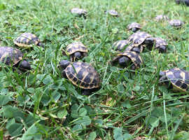 Tortoise Shell - Trowbridge Gallery