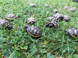 Hermann's and Spur-thighed tortoises