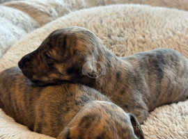 Adorable whippet puppies for sale