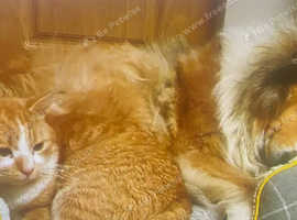 Rough collie puppies