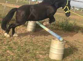 7 year old Welsh Cross gelding