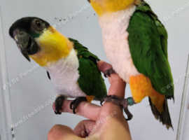 Tame pair of black headed caiques