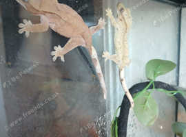 Full geko set up with two gekos