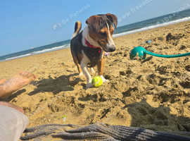 Jack Russell X.