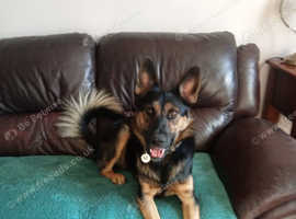 German Shepherd x Hound