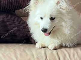 Japanese spitz