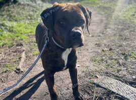 Rottweiler cross