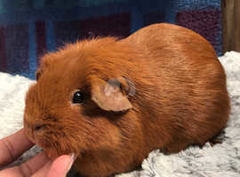 Family of sow guinea pigs X 3