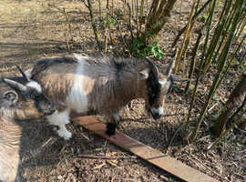 Pygmy goats x2