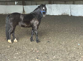 Welsh sec c colt