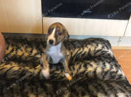 Lurcher Dogs And Puppies For Sale And Rehome In Abingdon Find