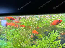 Free swordtails
