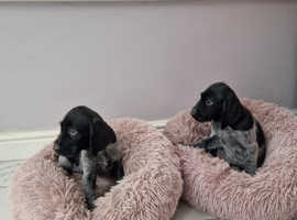 German wirehaired pointer puppies for sale