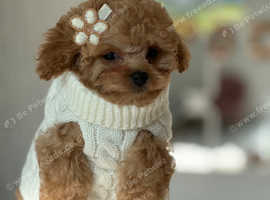 Stunning Asian teddy poodles