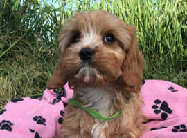 Cute cavapoo puppies