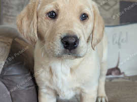 KC registered Gamekeeper bred working Labrador pup