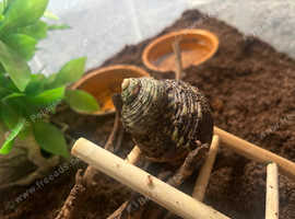 Hermit Crab for sale