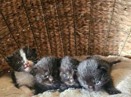 Russian Blue x Bombay Kittens