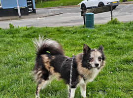 Very rare Beautiful merle pomskie (pomeranian x husky) girl