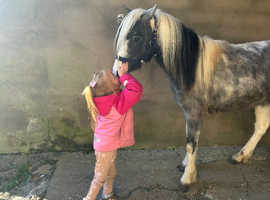 Fallabela cross caspian filly 3 years old