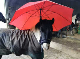 Pretty coloured mare rising 5 .12.3/13hh  dartmoor hill pony pi