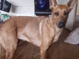 Belgian shepherd