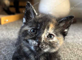 Beautiful tortie girl available to go now!