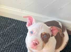 Tri Merle  pocket bully