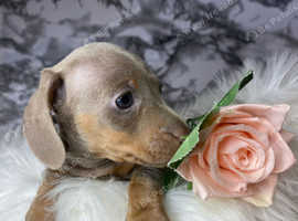 Chocolate and tan mini dashound pup bitch one off couler