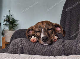 Cuddly Boy for Adoption