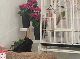 two boy kittens ready soon offers accepted