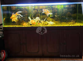 350L fish tank