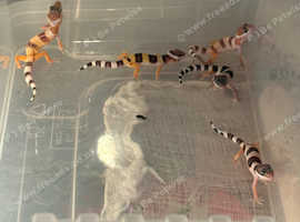 Super hypo and normal hypo baby geckos for sale