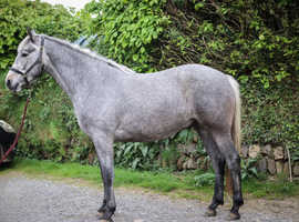 Quality 3 year old Connie x ISH Gelding