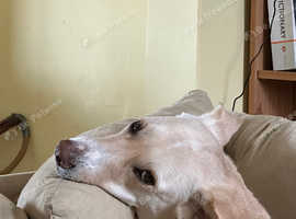 Labrador Retriever/Saluki