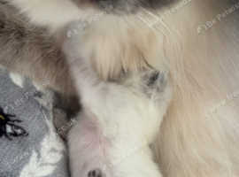 Blue point Ragdoll female
