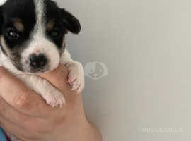 Short legged jack russell 2024 for sale near me