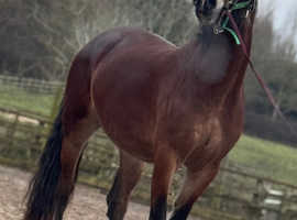 Beautiful 4yr old mare