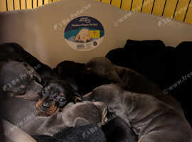 Daschund puppies