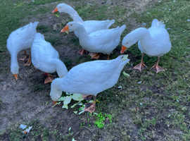 Emsden geese