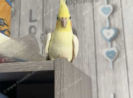Cockatiel female