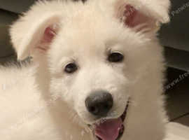 Pups available from fully health tested parents Kc registered