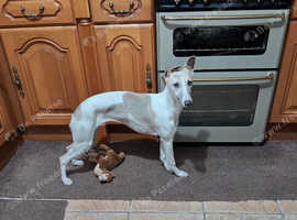 Whippet pup