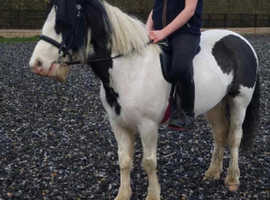 12.2 piebald mare