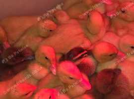 18th April 2025 £20 pekin ducklings Guildford