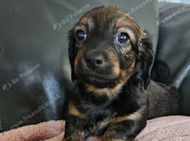 6 stunning Dachshunds