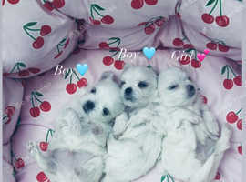 Spring Unique Korean Maltese puppies